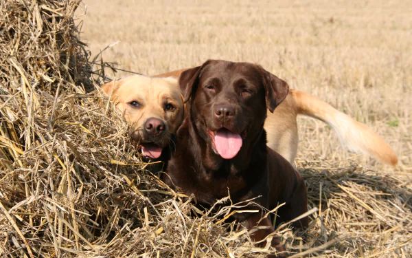 Two playful Labrador Retrievers, one yellow and one chocolate, peek out from a field of straw, capturing a joyful moment in this 4K Ultra HD desktop wallpaper.