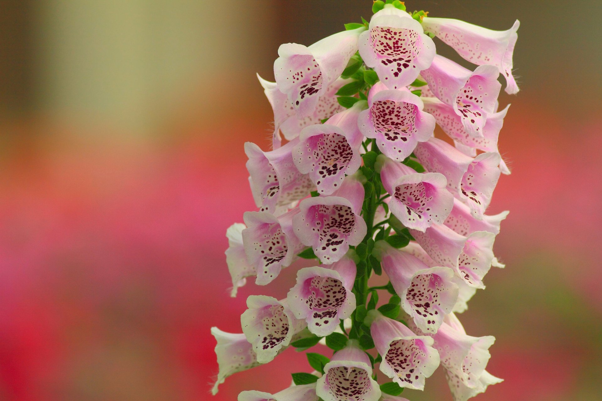 Close-up of pink digitalis flowers in bloom, showcasing delicate spotted petals against a softly blurred natural background, presented as an HD PC desktop wallpaper.