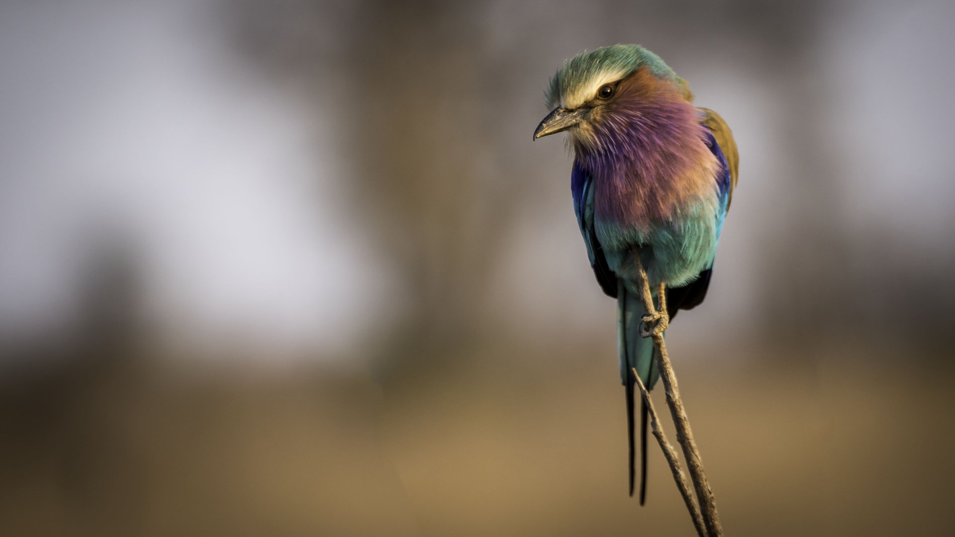 Download Bird Animal Lilac-breasted Roller 4k Ultra HD Wallpaper