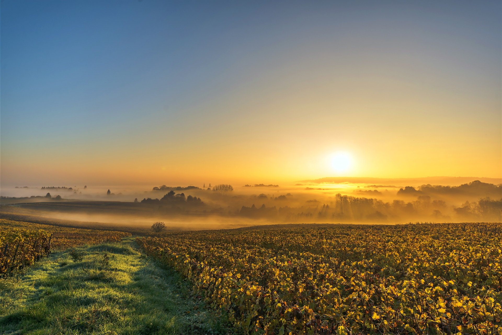 Download Sunbeam Horizon Landscape Sun Sunrise Fog Nature Man Made Vineyard HD Wallpaper