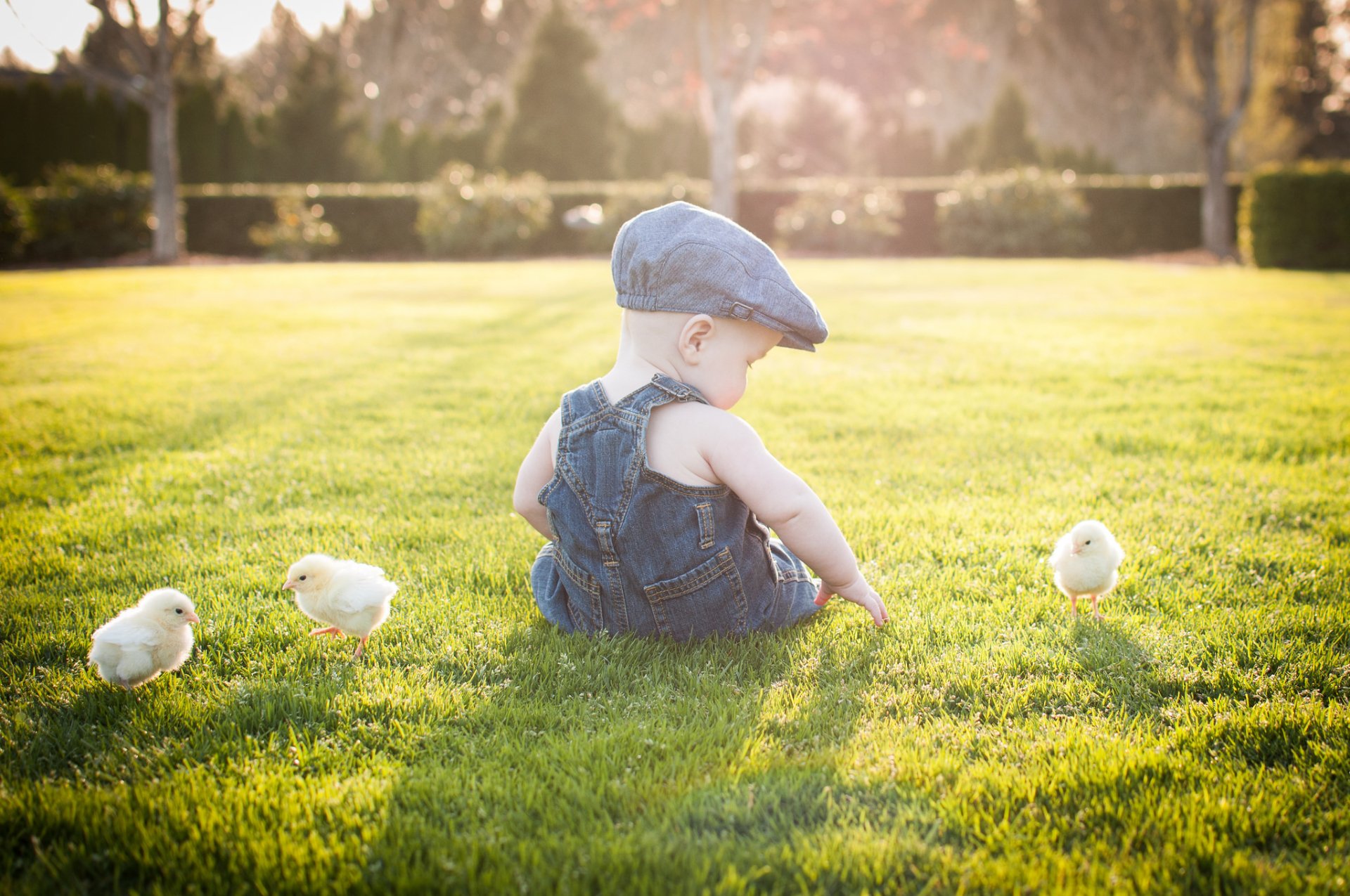 Download Chicken Hat Baby Animal Chick Photography Baby HD Wallpaper
