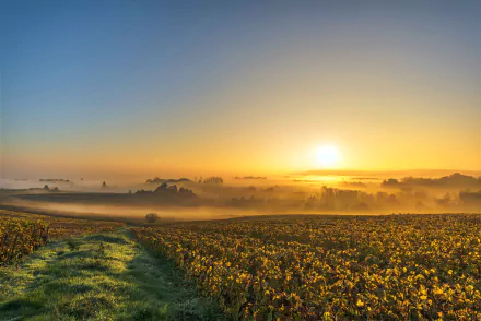 sunbeam horizon landscape sun sunrise fog nature man made vineyard HD Desktop Wallpaper | Background Image