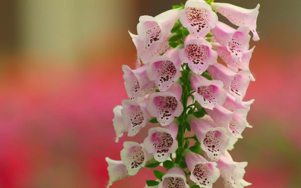 Close-up of pink digitalis flowers in bloom, showcasing delicate spotted petals against a softly blurred natural background, presented as an HD PC desktop wallpaper.