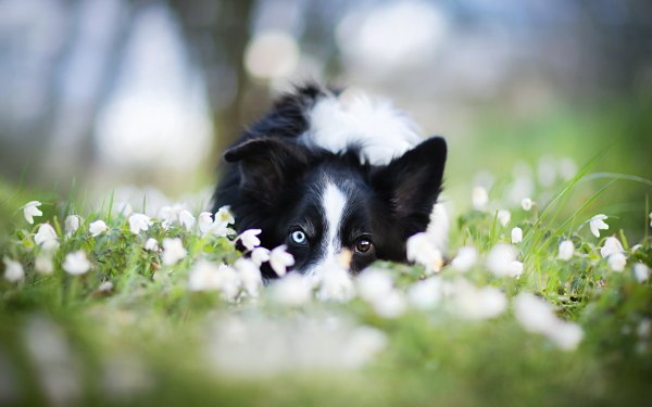 Animal Border Collie Dogs Dog Flower White Flower Heterochromia Blur HD Wallpaper | Background Image
