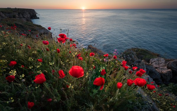 Earth Ocean Horizon Flower Red Flower Poppy Sunset Coastline Sea HD Wallpaper | Background Image