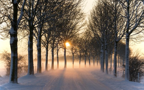 Nature Winter Road Snow Tree Sun Sunset Tree-Lined HD Wallpaper | Background Image