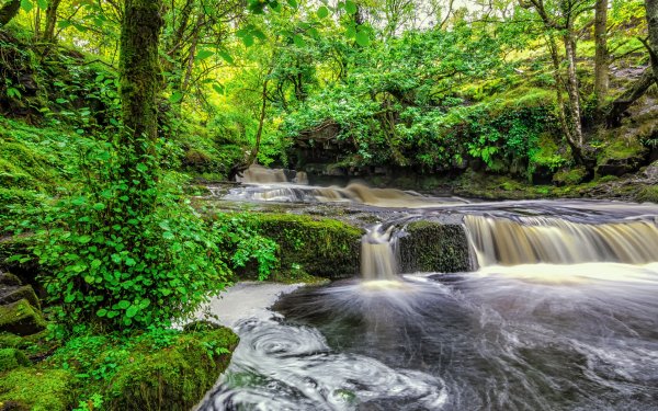 Earth Waterfall Waterfalls Forest Stream HD Wallpaper | Background Image