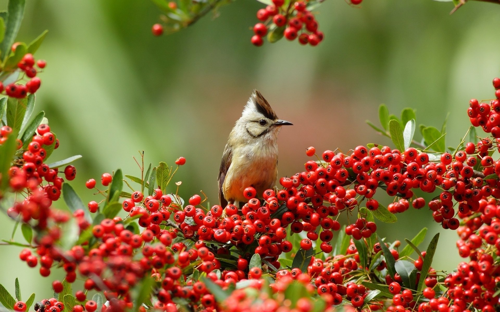 Download Taiwan Yuhina Animal Yuhina HD Wallpaper