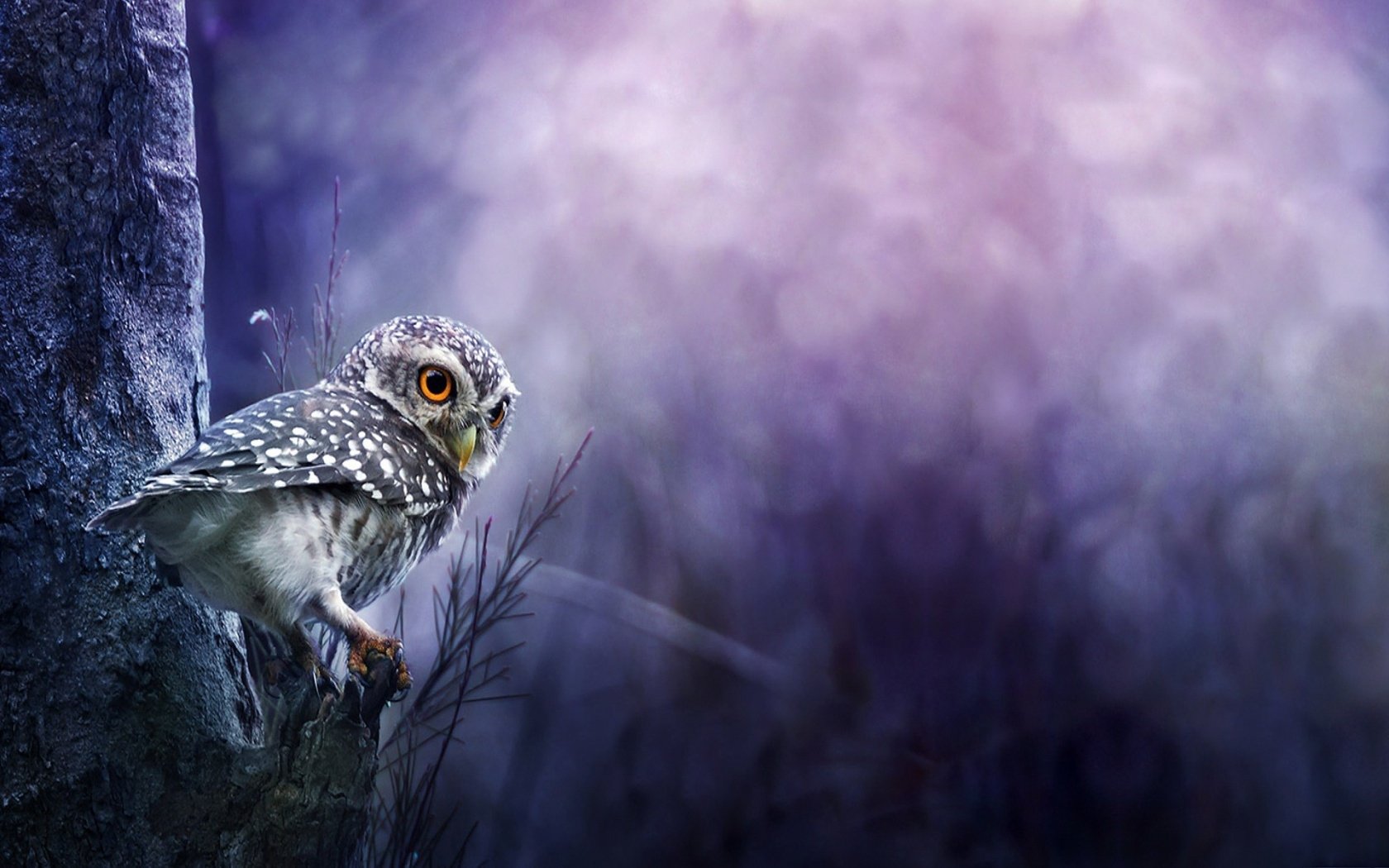 Harika Baykuş Resimleri, Baykuş Duvar Kağıtları / Owl Wallpapers