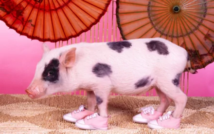 Playful pig in pink shoes stands on straw with vibrant parasols in the background. A fun and whimsical animal-themed HD desktop wallpaper.