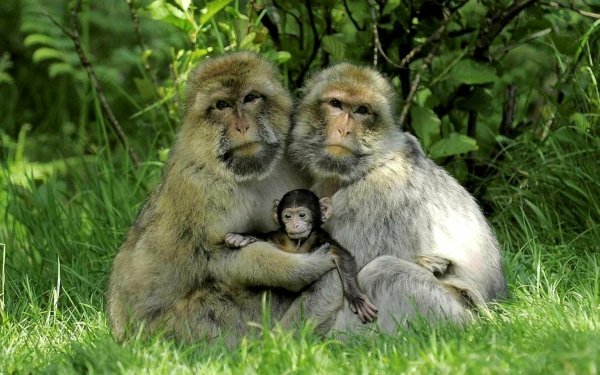 Animal Japanese Macaque Monkeys Baby Animal Monkey HD Wallpaper | Background Image