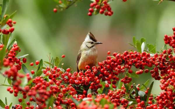  Taiwan Yuhina (yuhina brunneiceps)