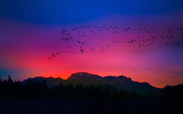 Earth Sunset Nature Mountain Silhouette Bird HD Wallpaper | Background Image