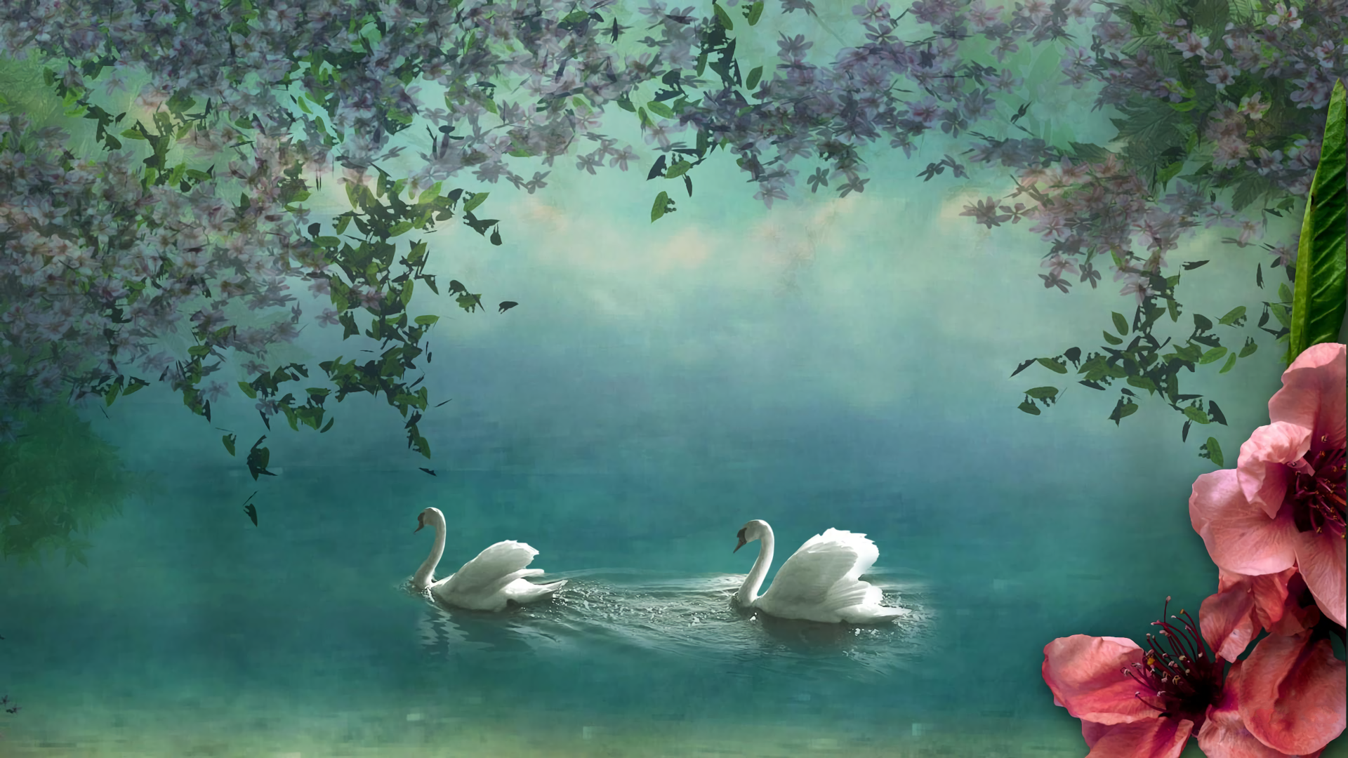 Animal Swan HD Wallpaper | Background Image