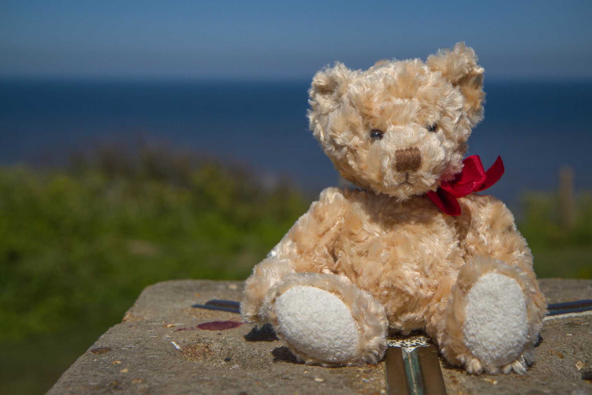 Man-made tan teddy bear stuffed animal with a red ribbon perched on a stone ledge by the sea — HD PC desktop wallpaper background.