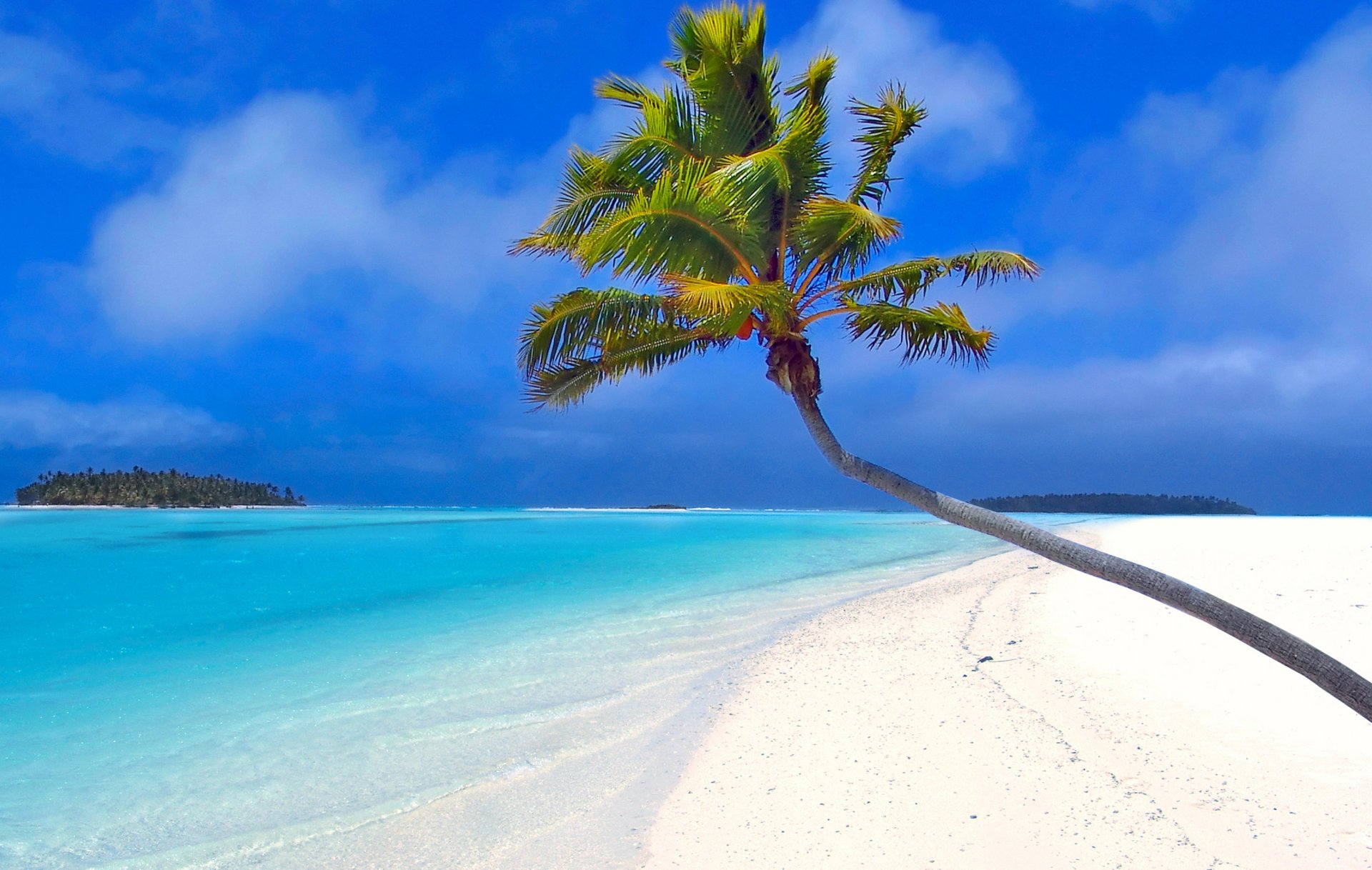 Download Island Horizon Sea Ocean Palm Tree Maldives Tropical Nature ...