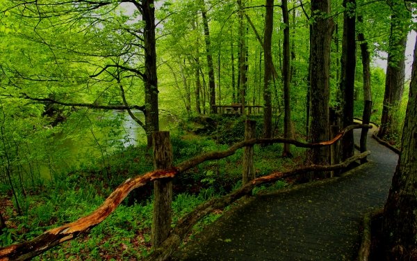 Man Made Path Forest Tree Green Fence Boardwalk HD Wallpaper | Background Image