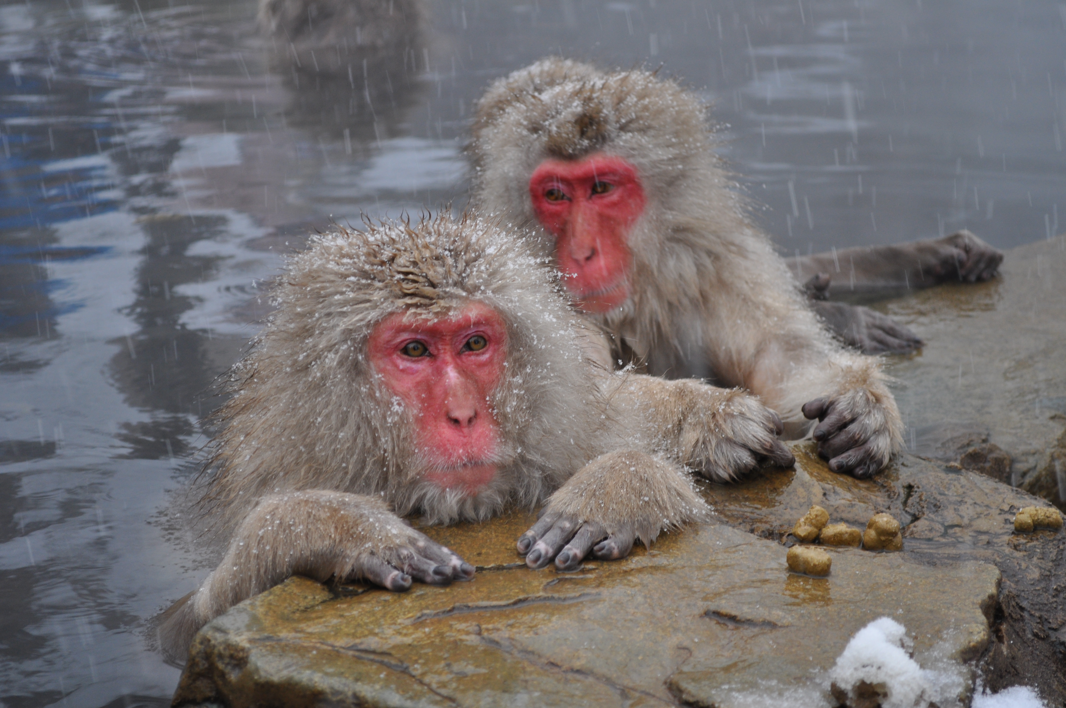 NATURAL MOUNTAIN MONKEYS SWAT (座っと) セット（NATURAL