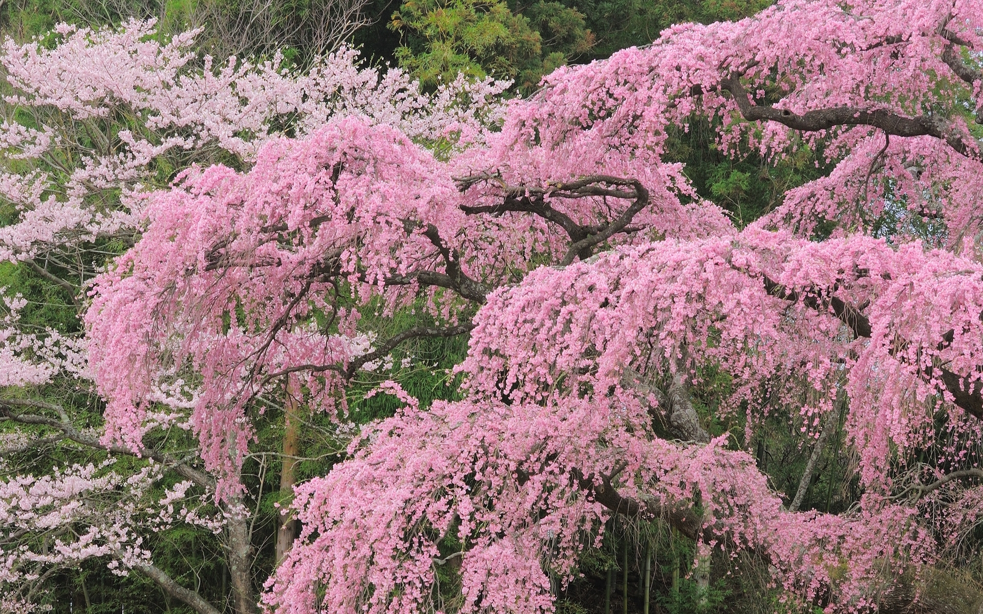 Pink Blossoming Trees