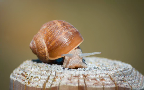  Snail on a wooden post by Pezibear