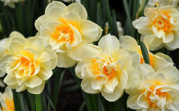 Earth Daffodil Flowers Flower White Flower HD Wallpaper | Background Image