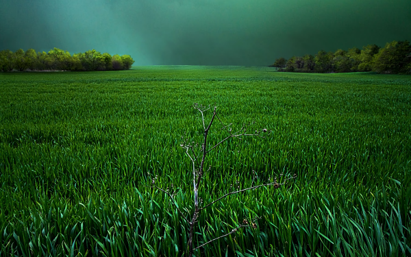 Earth Field Grass Sky HD Wallpaper | Background Image