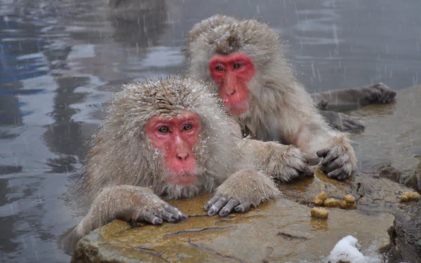  japanese snow monkeys (Japanese Macaque) - Nagano, Japan