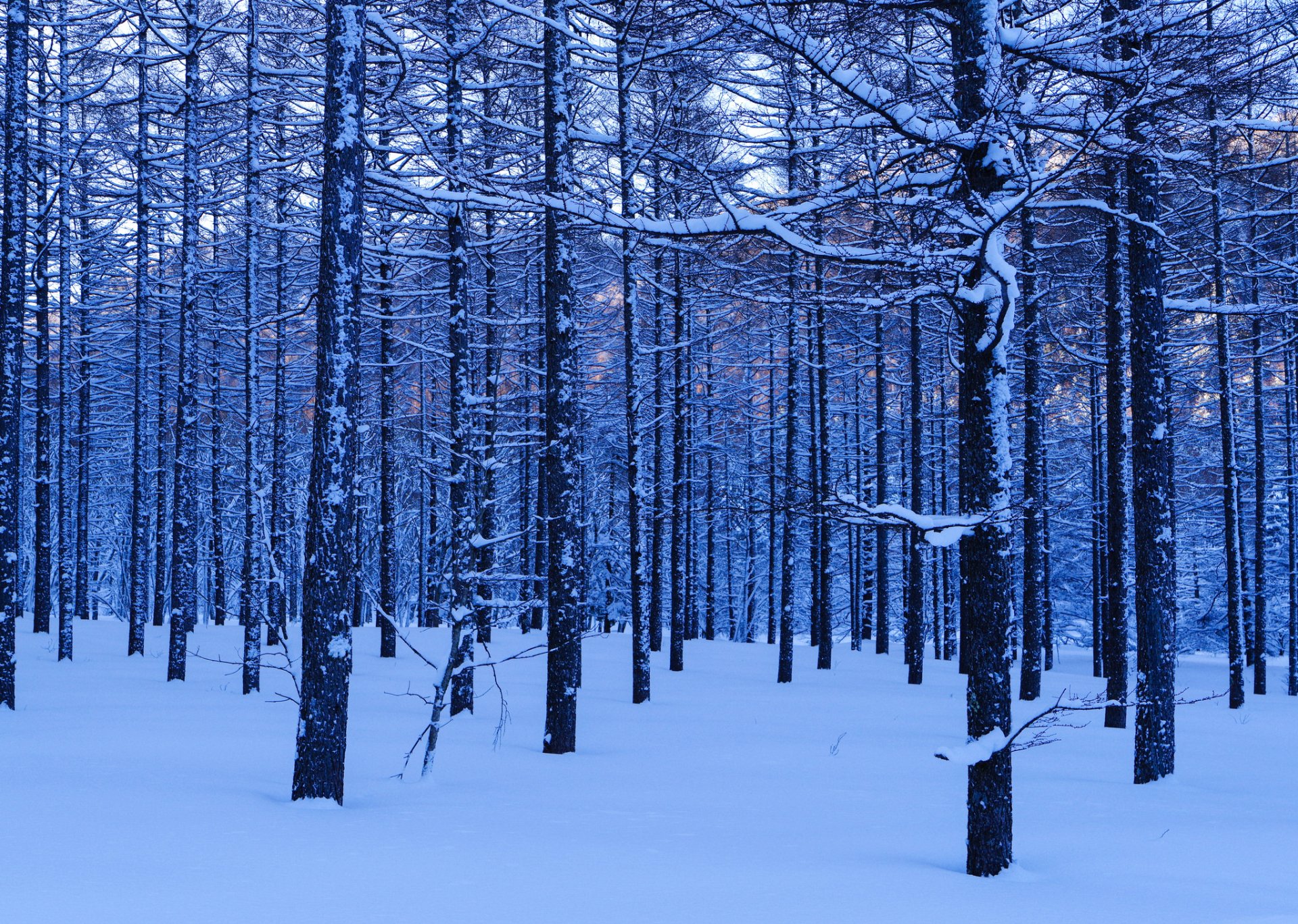 Download Snow Tree Forest Nature Winter HD Wallpaper | 2048x1458 ...