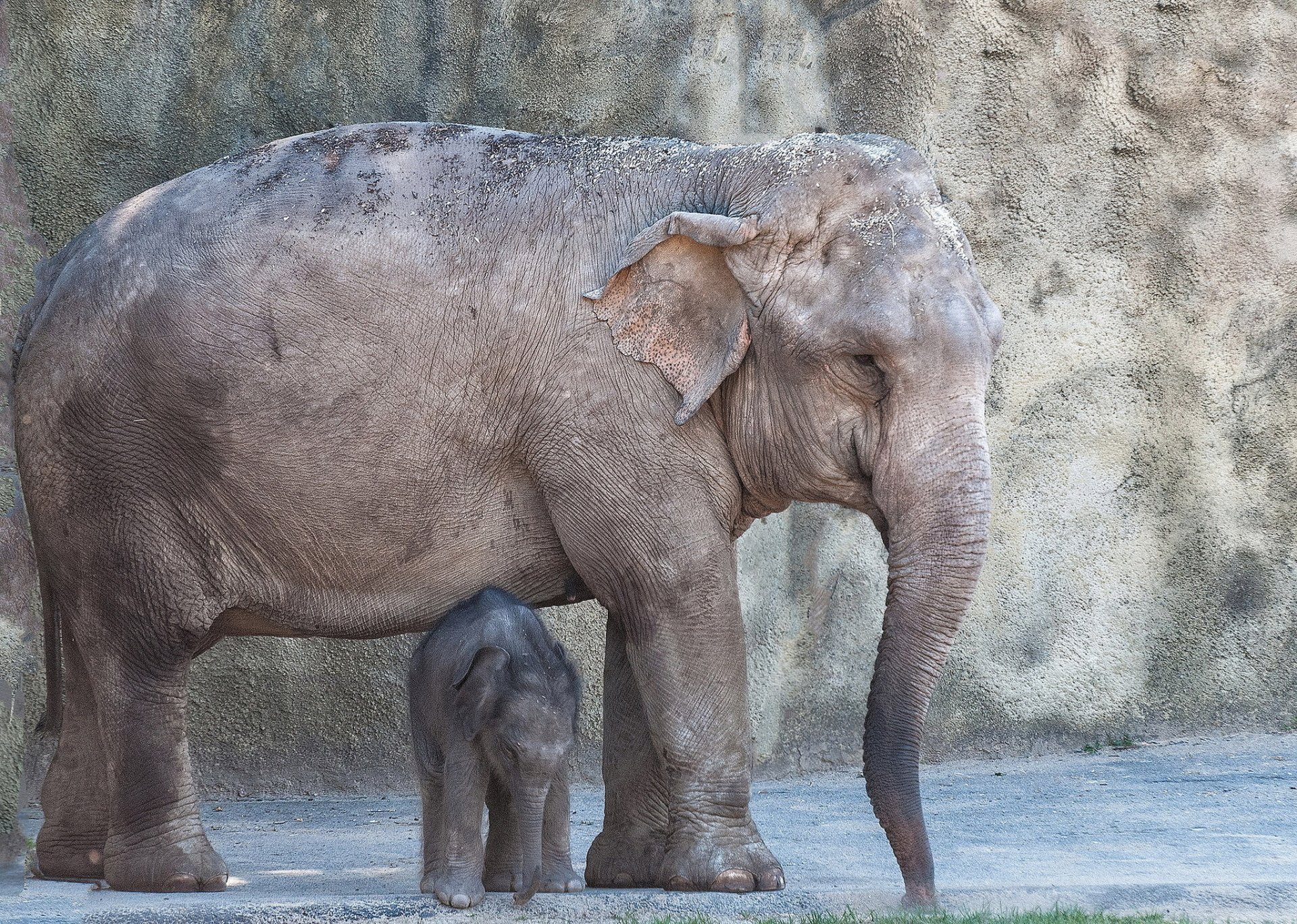 HD desktop wallpaper featuring a baby Asian elephant standing close to an adult elephant against a textured stone wall background.
