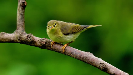  Willow Warbler on Branch