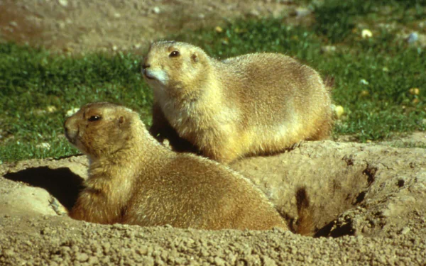 prairie dogs pair - cynomys ludovicianus