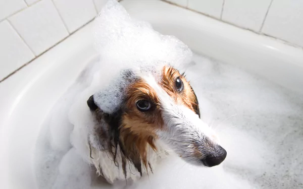Shetland Sheepdog covered in soap bubbles sits in a bathtub, captured in a crisp 4K Ultra HD desktop wallpaper background.