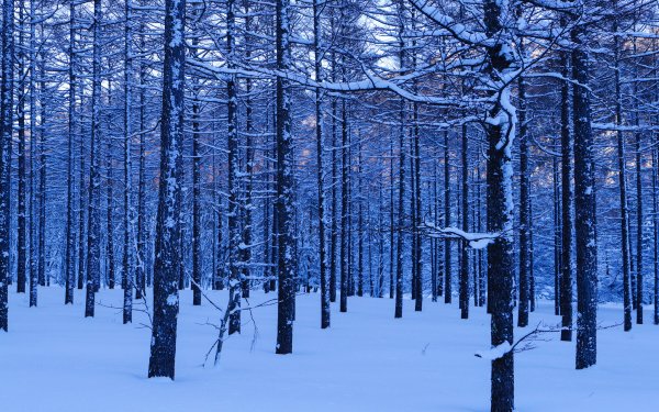 Nature Winter Forest Tree Snow HD Wallpaper | Background Image
