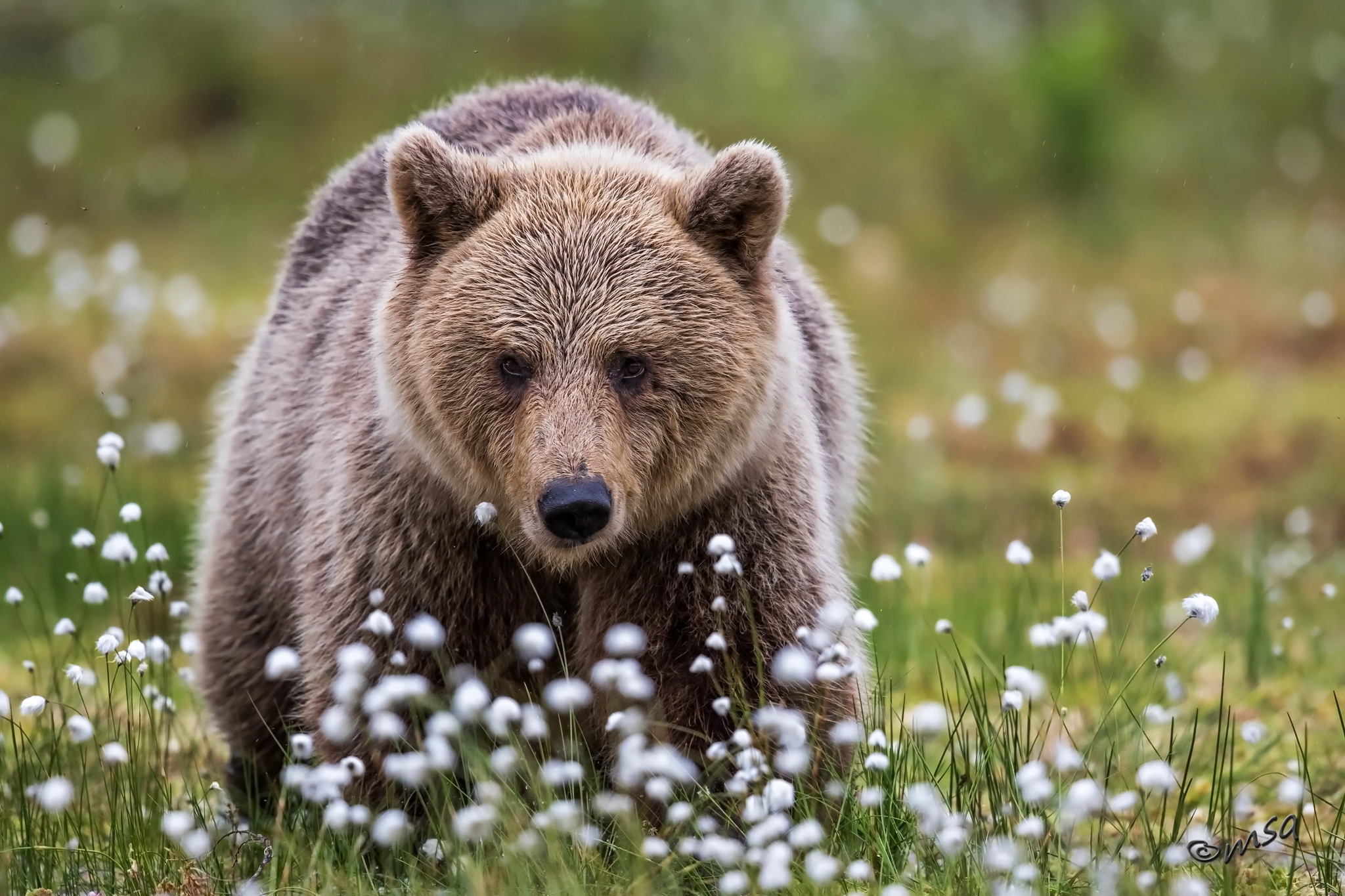 He bear. Бурый медведь обыкновенный.. Степной бурый медведь. Красивый медведь. Медведь в природе.