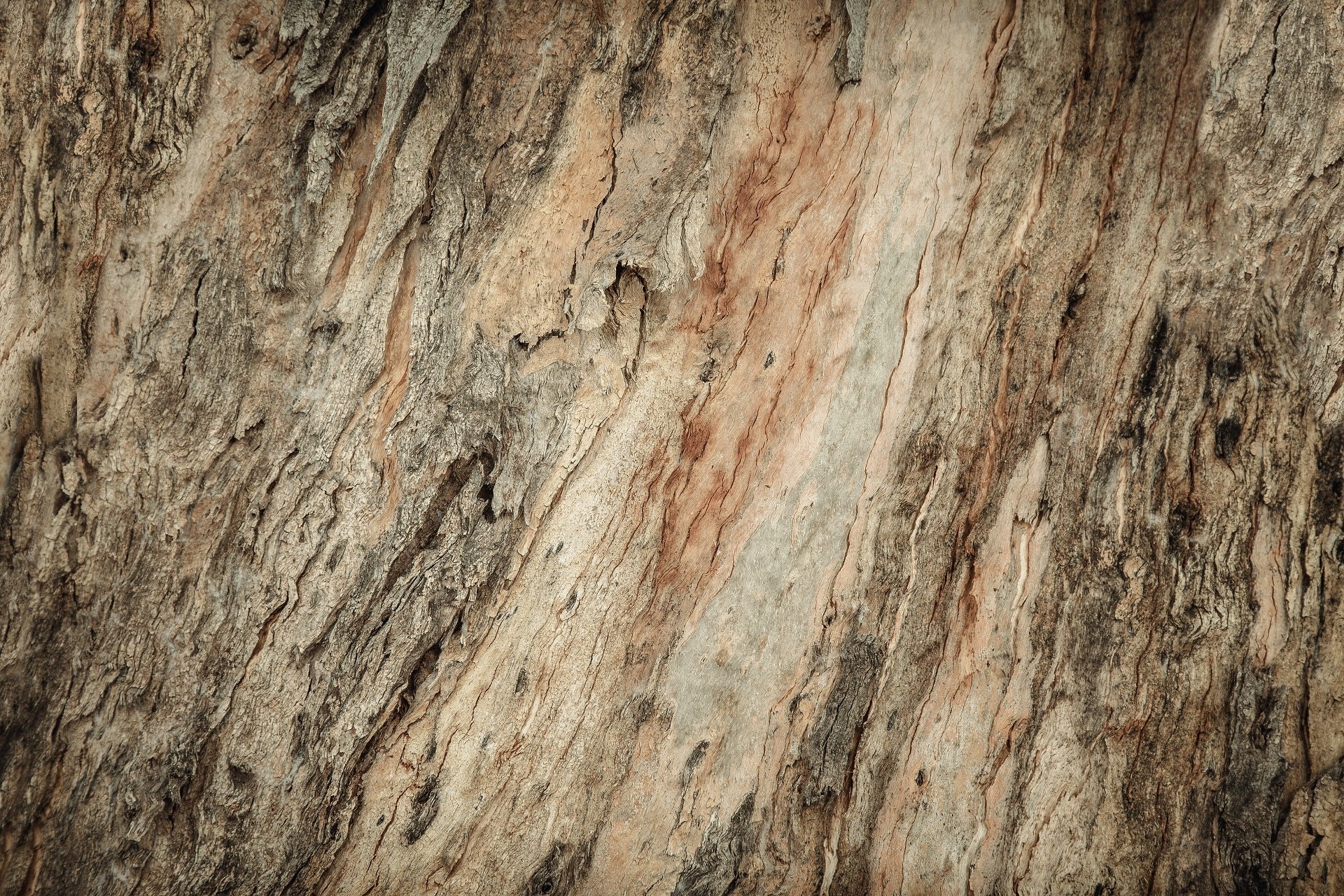 Download Tree Bark Nature Close-up HD Wallpaper