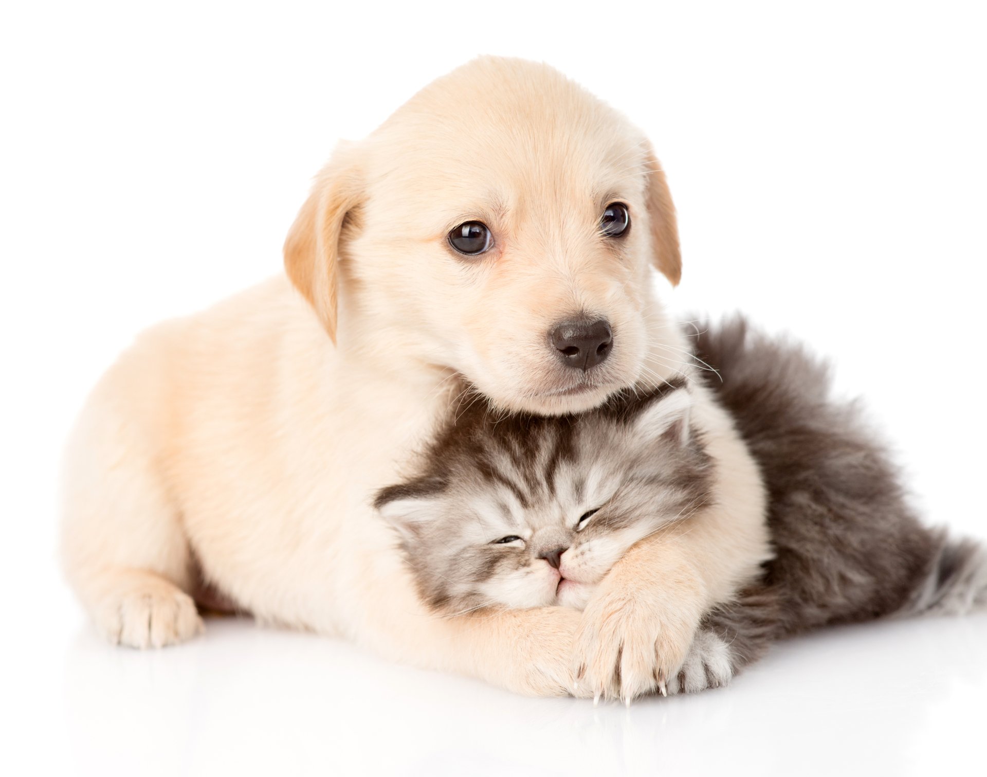 40+ 4K Cat & Dog Wallpapers | Background Images