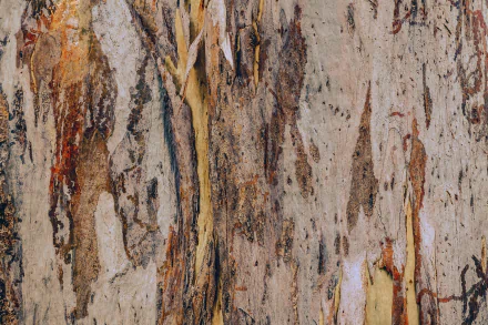 tree bark nature close-up HD Desktop Wallpaper | Background Image