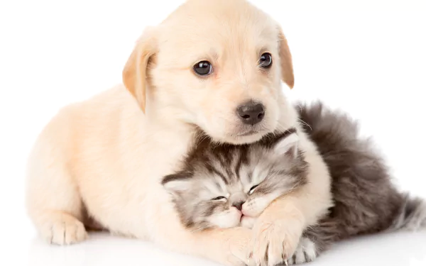 A sweet golden puppy cuddles with a fluffy gray kitten, showcasing the adorable bond between baby animals. This HD wallpaper captures their playful warmth perfectly.