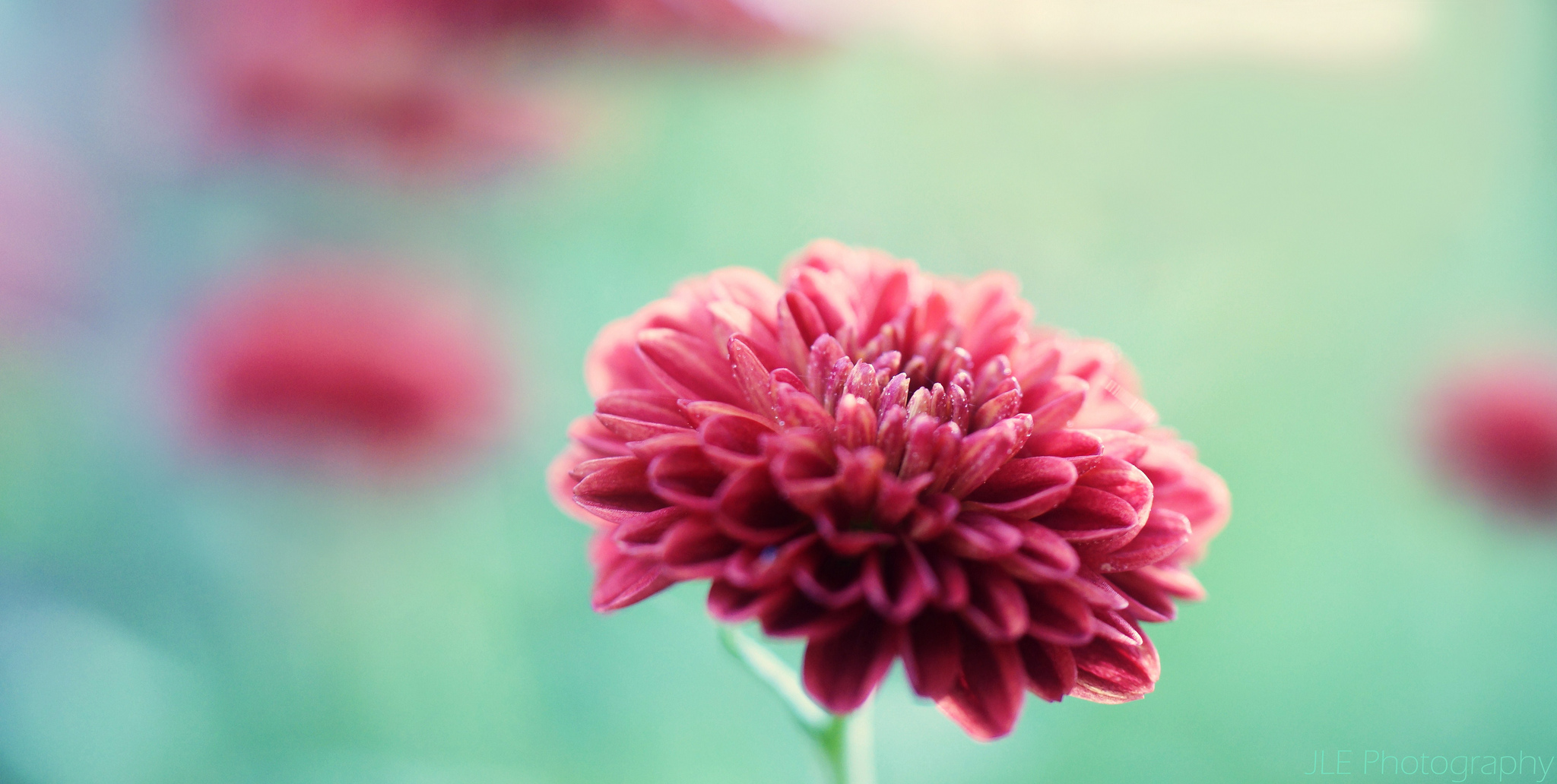 Download Red Flower Nature Flower Chrysanthemum 4k Ultra HD Wallpaper