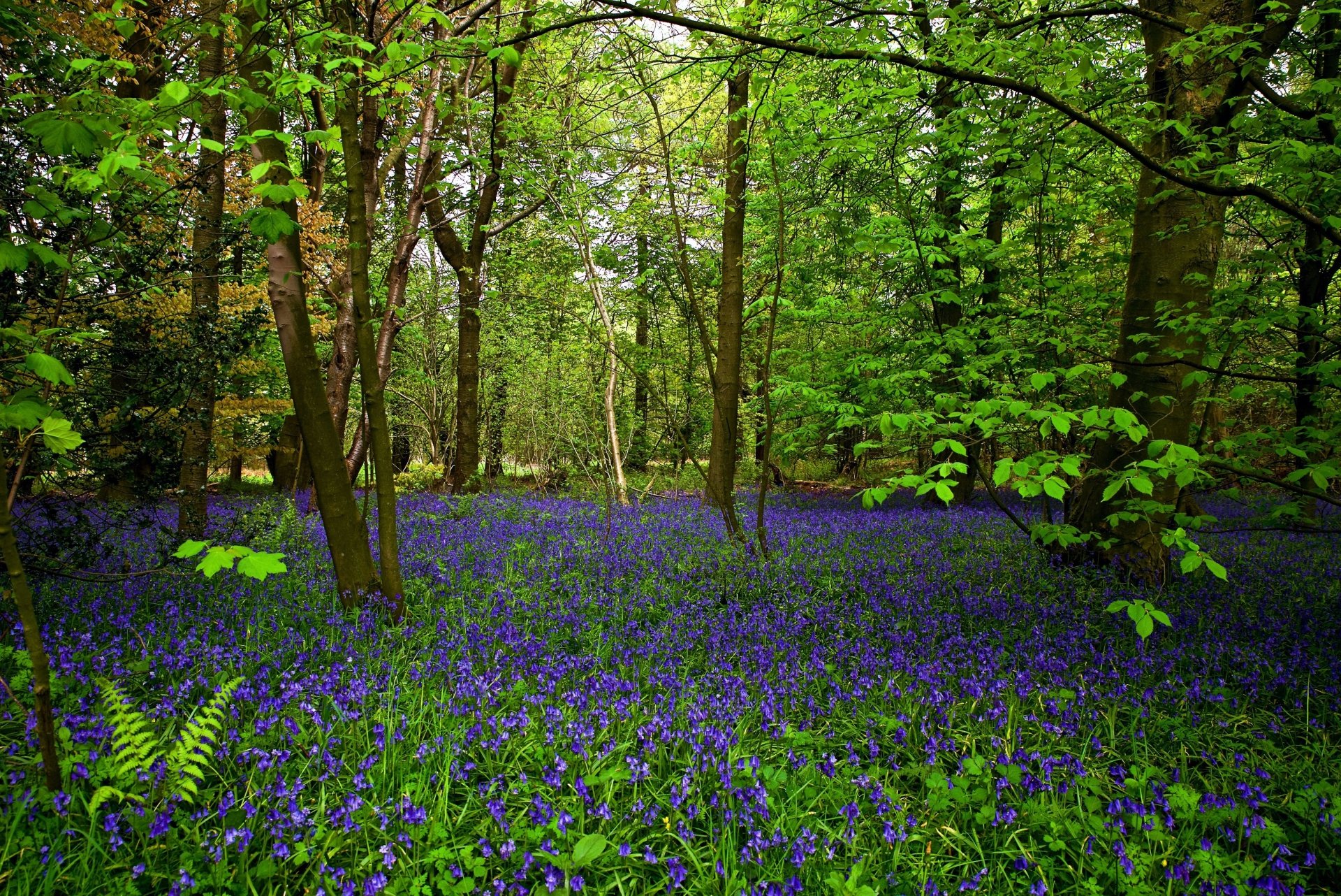 Bluebell Carpet — 4K Ultra HD Forest Flower Wallpaper | 4500x3004 ...