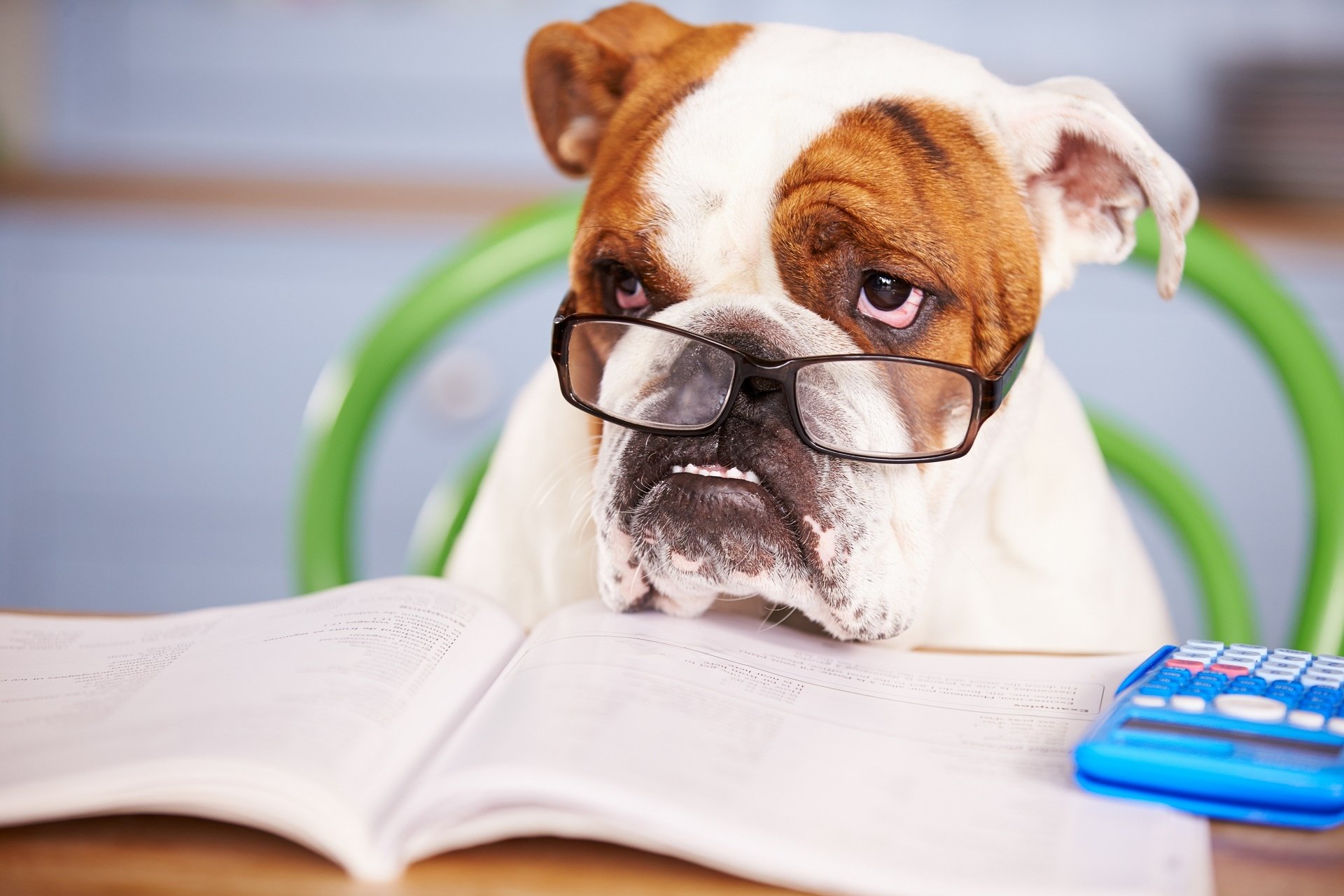 HD desktop wallpaper featuring an English bulldog wearing glasses, sitting at a table with an open book and calculator, highlighting the dog's thoughtful expression.