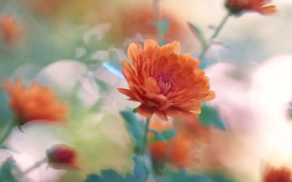 Close-up of an orange chrysanthemum with soft bokeh background, capturing nature's delicate beauty in HD for a vibrant PC desktop wallpaper and background.