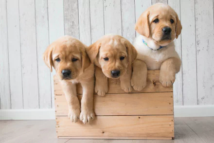 Three golden retriever puppies peeking over a wooden crate — baby animals captured in a warm 2K Quad HD PC desktop wallpaper/background.