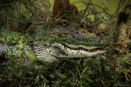 HD PC desktop wallpaper featuring a close-up of an alligator partially hidden in dense green foliage.