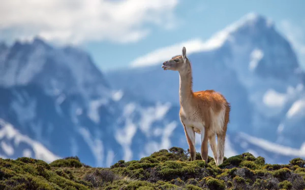 HD PC desktop wallpaper/background: an animal, a lone llama, standing on mossy highland with dramatic snow-capped mountains blurred in the distance.