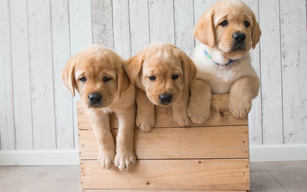 Animal Golden Retriever Dogs Dog Puppy Baby Animal HD Wallpaper | Background Image