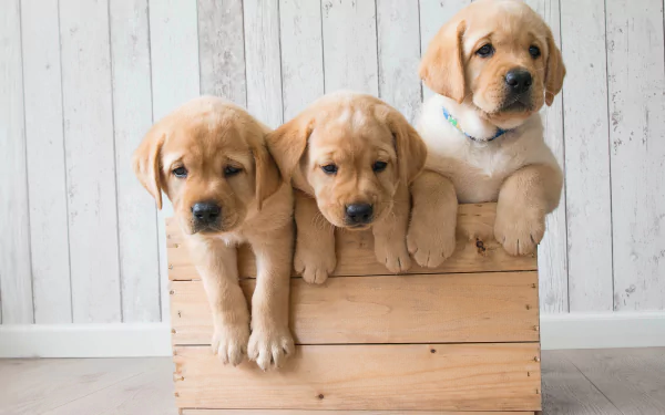 Three golden retriever puppies peeking over a wooden crate — baby animals captured in a warm 2K Quad HD PC desktop wallpaper/background.