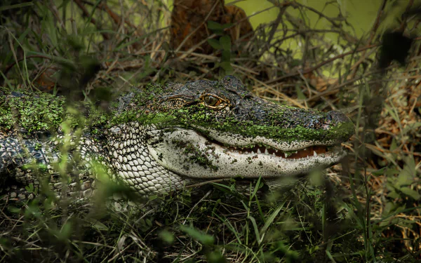 HD PC desktop wallpaper featuring a close-up of an alligator partially hidden in dense green foliage.
