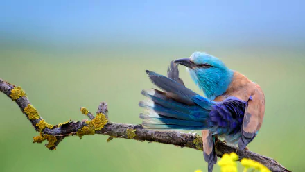 A vibrant roller bird perched on a lichen-covered branch, preening its feathers against a soft, blurred background in this HD desktop wallpaper.