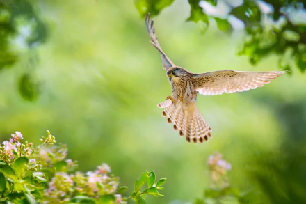 A vibrant HD wallpaper featuring a kestrel in flight amidst blurred flowers and lush greenery, capturing a serene moment in nature.